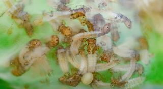 Caddisfly larvae in their jelly egg sac