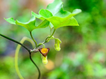 Dutchman's Pipe Plant