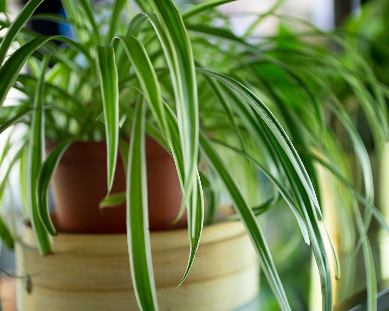 Experts dish on spider plant light requirements | Real Homes