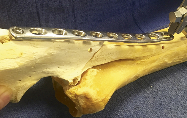 A plate being held in place on a cadaver model of a similar ulna fracture to Bambi's