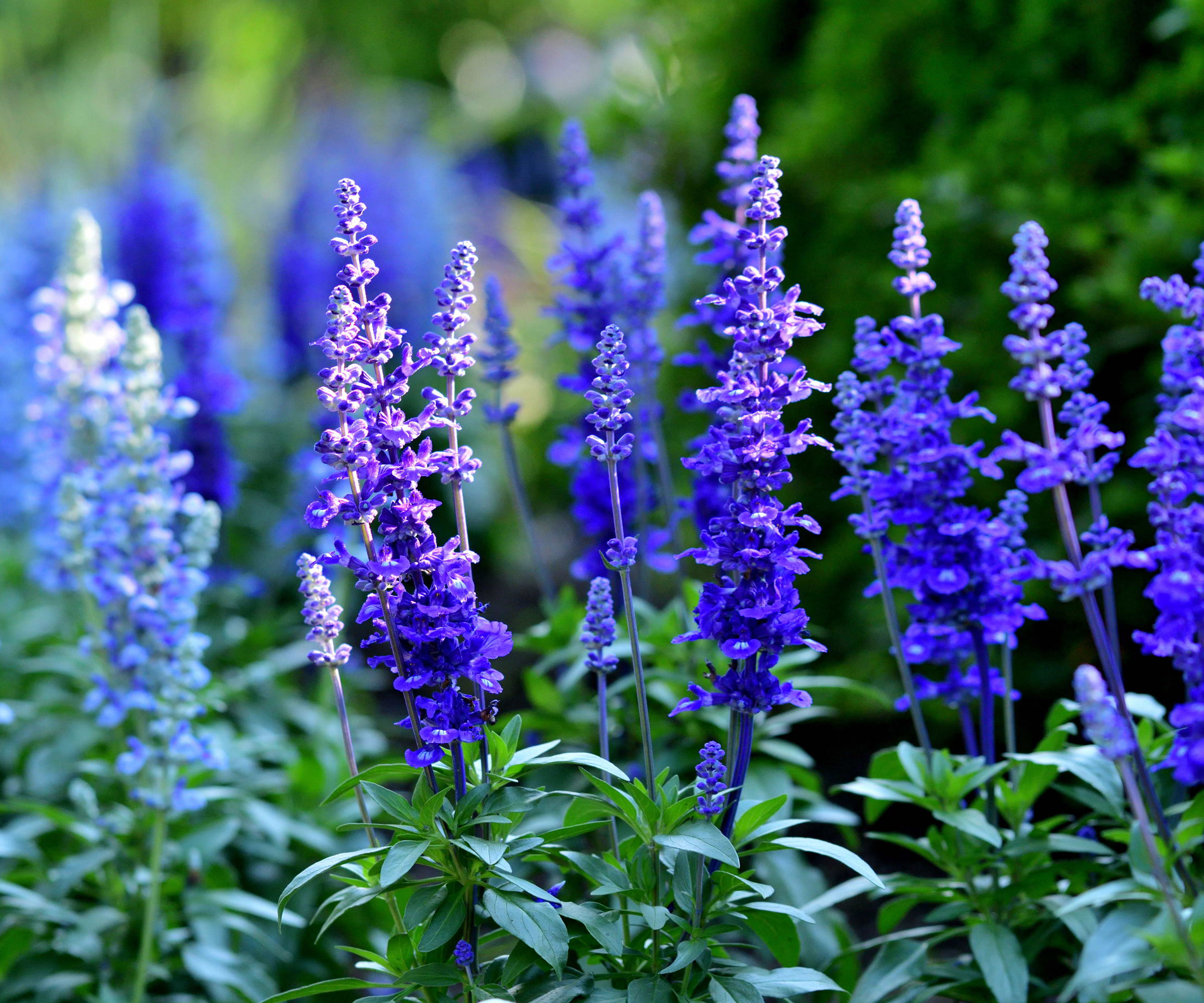salvia mealycup sage with rich blue flower heads