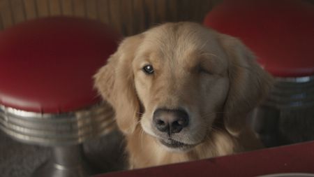 Pizza Dog from Hawkeye