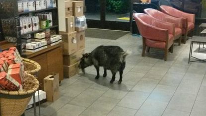 The goat that wandered into a Starbucks in northern California.