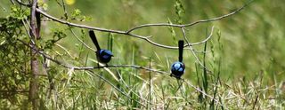 Two male superb fairy-wrens.