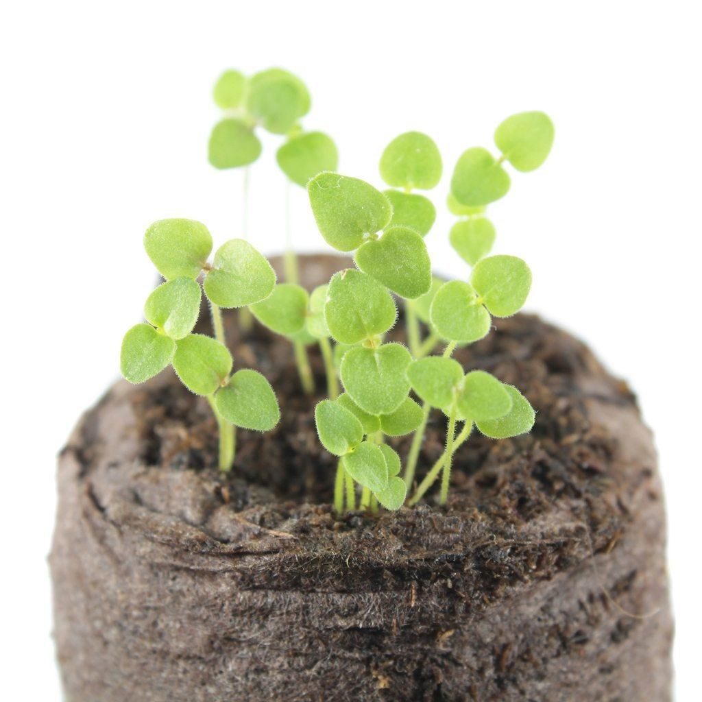 Snapdragon Reproduction Snapdragon Seed Propagation: How And When To Plant Snapdragon Seeds ...