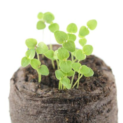 Snapdragon Seedlings