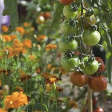 Tomatoes on a vine growing next to marigold flowers as companion plants