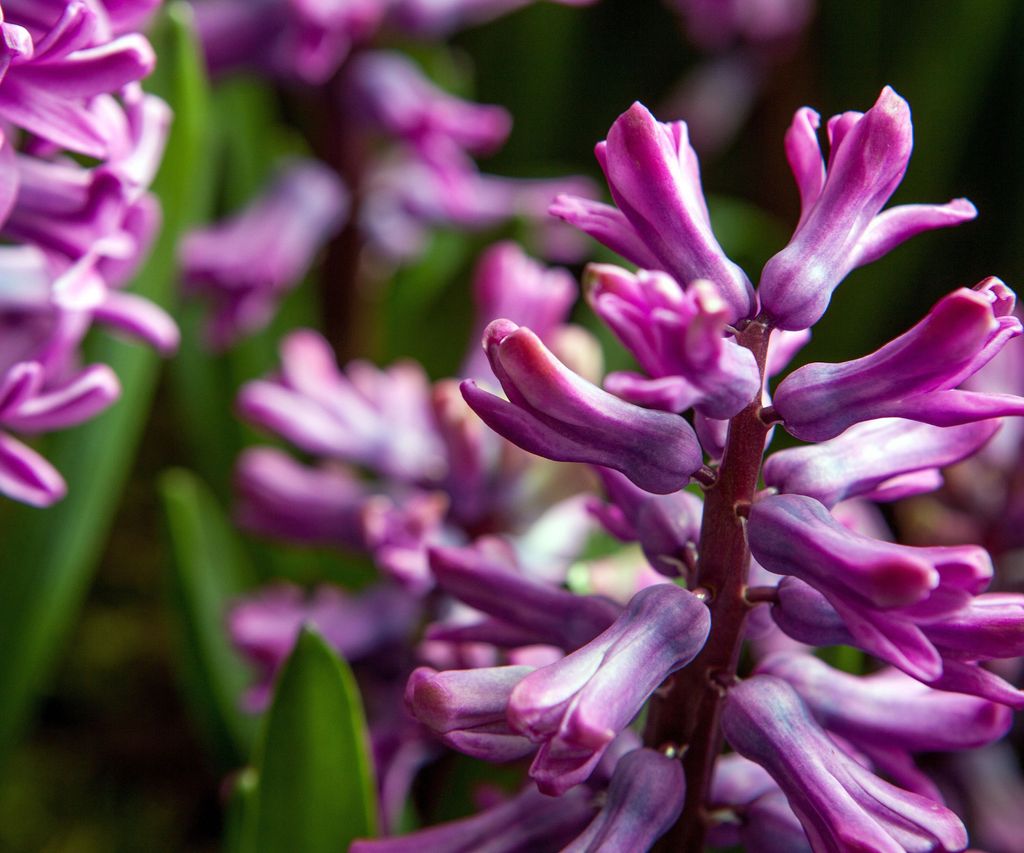 How to plant hyacinth bulbs expert tips for striking results Homes