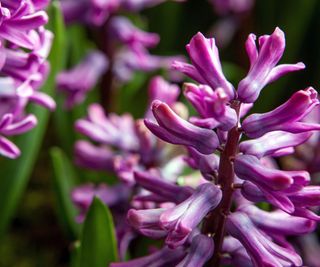 hyacinths