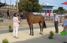 Alice Dunsdon and Fernhill Present at the Adelaide trot-up