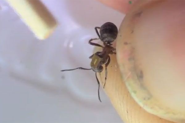 A radio tag, the metallic rectangle, has been attached to the back of this ant. 