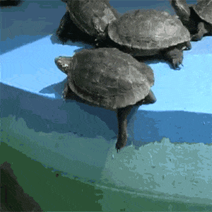 Tortoise Pushes Another Tortoise Into Water