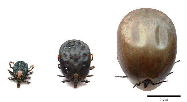 Sex Fattens Female Ticks To 100 Times Normal Size Live Science