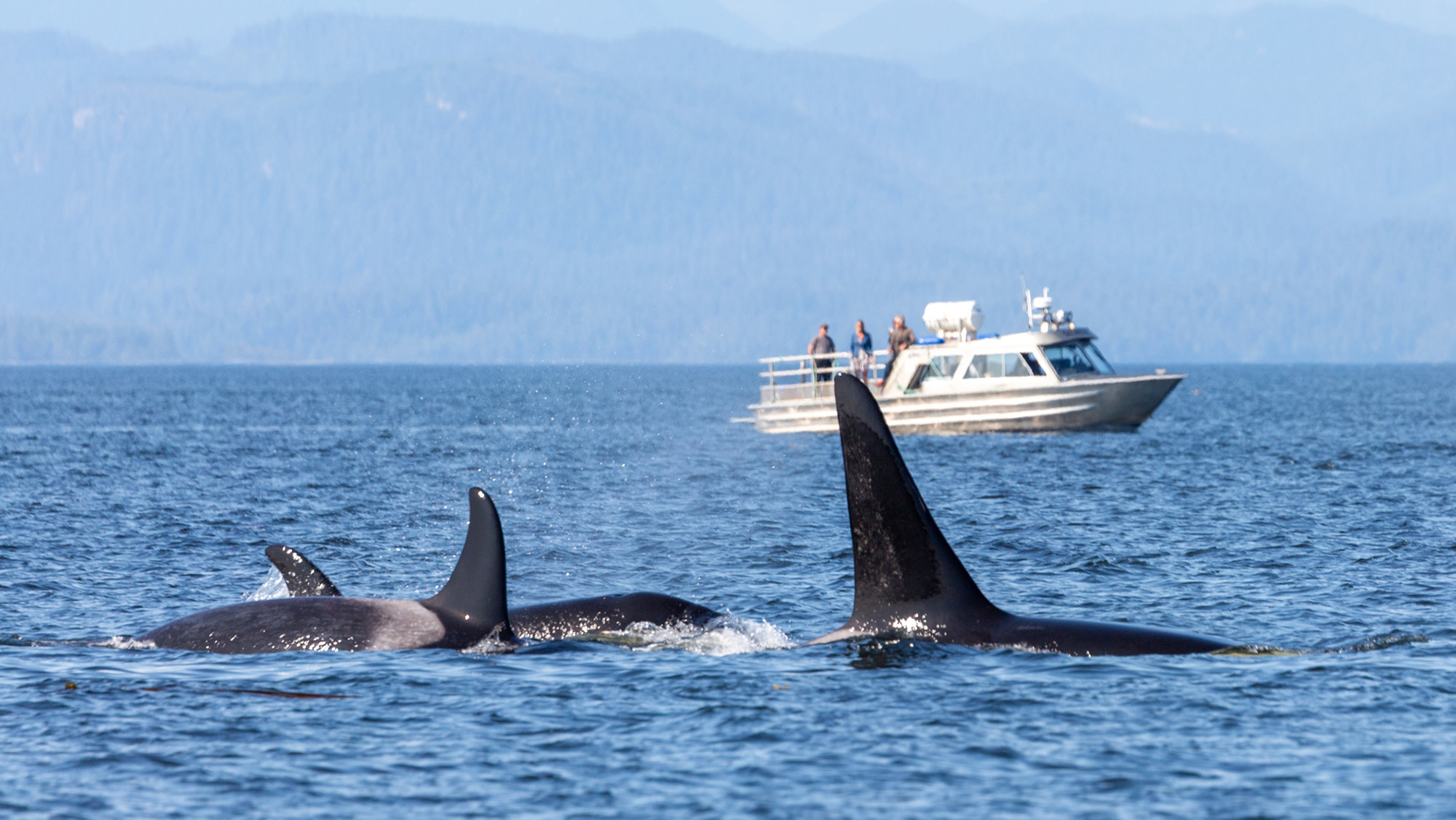 Three orcas are seen in the foreground with a white whale-watching boat in the background.
