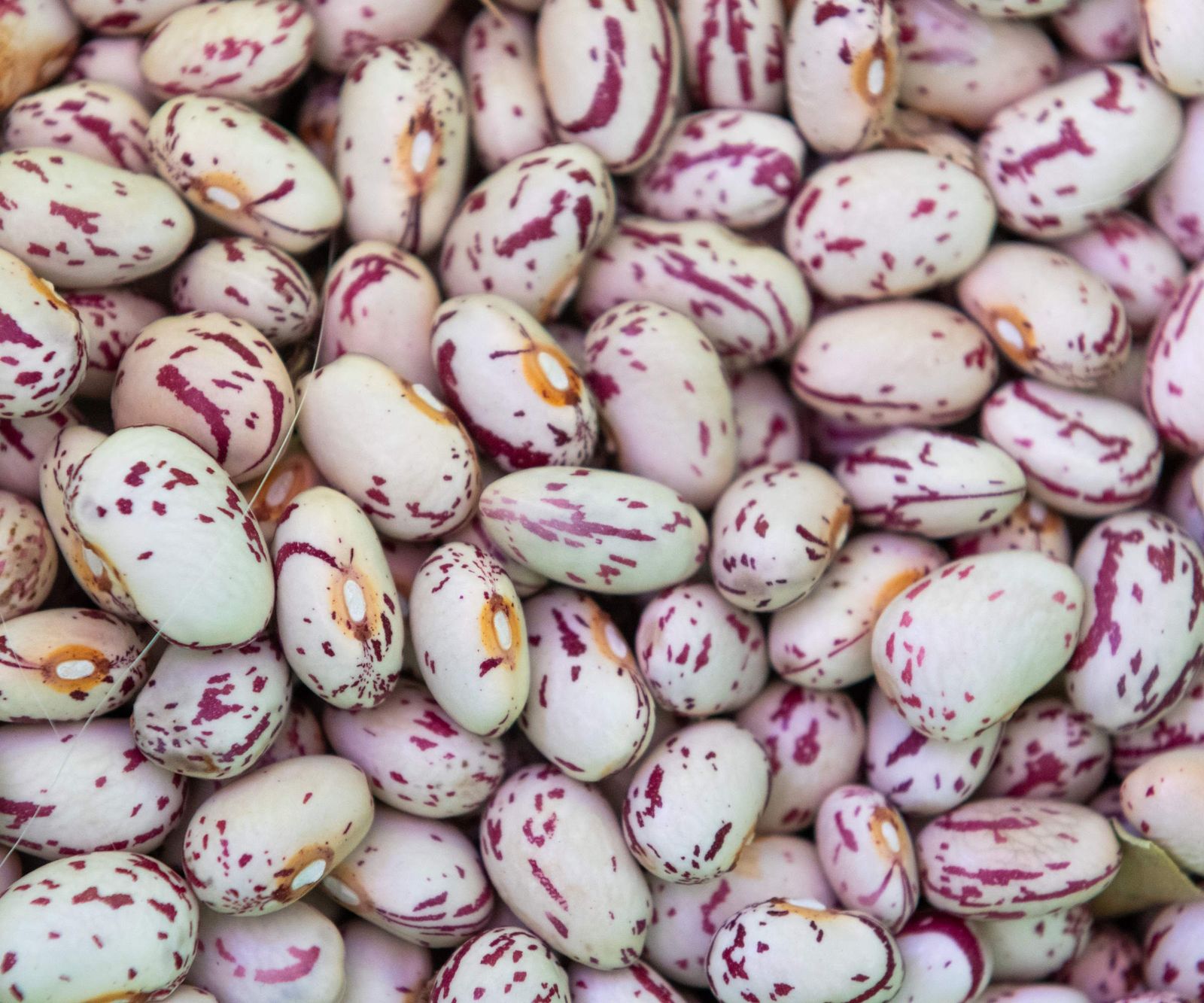 How to grow pinto beans with some expert growing tips Homes & Gardens