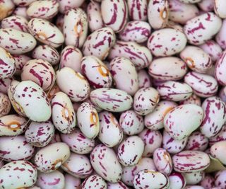 A selection of pinto beans up close