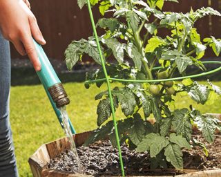 Watering tomato plant in container