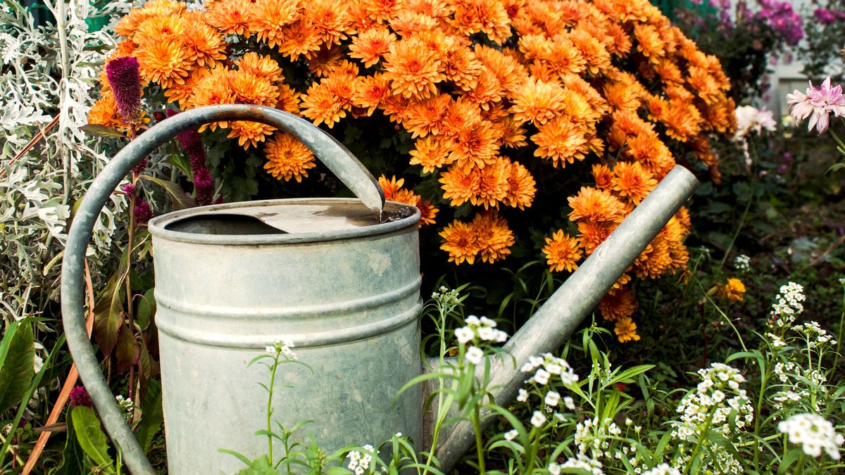 Are Your Mums Dropping Buds Before They Flower? Try This Easy “Bottoms Up” Trick to Save Your Fall Blooms
