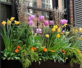 window box with tulips, daffodils and pansies