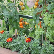 Ripening tomatoes growing on tomato plants and marigold plants in container