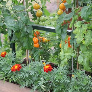 Ripening tomatoes growing on tomato plants and marigold plants in container