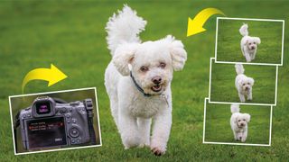 pre-continous shooting sequence of dog shot with Canon R5 II