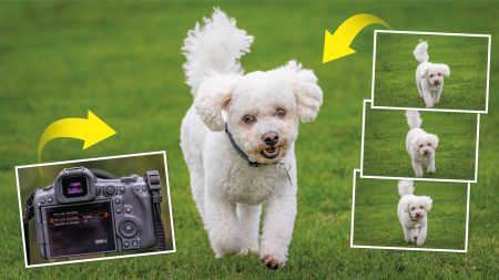 pre-continous shooting sequence of dog shot with Canon R5 II