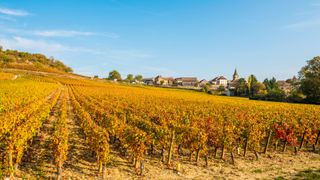 Côte de Beaune vineyard