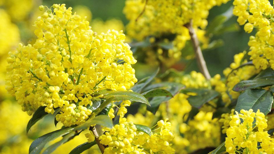 best flowering plants for winter: Mahonia