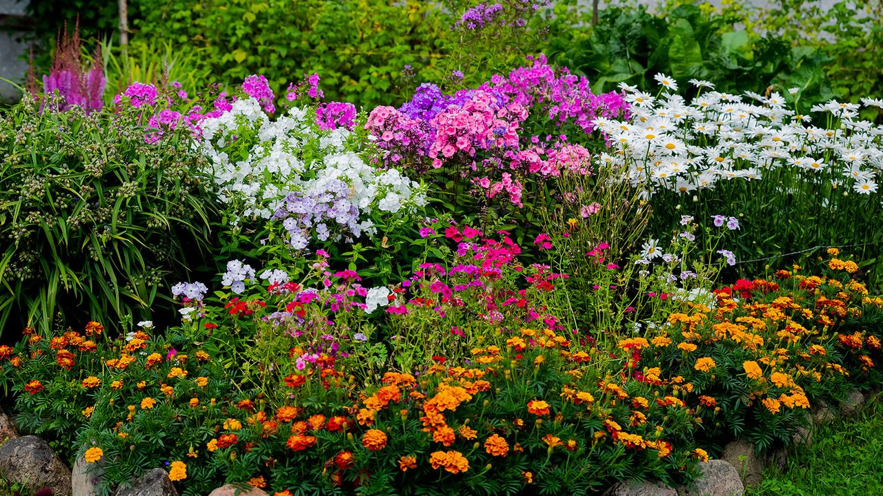 flower bed packed with colorful flowers in full bloom