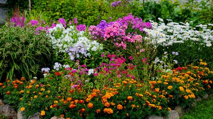 flower bed packed with colorful flowers in full bloom