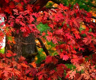 Northern Red Oak tree with crimson leaves in the fall