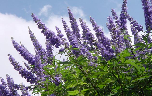 chasteberry-plant.jpg