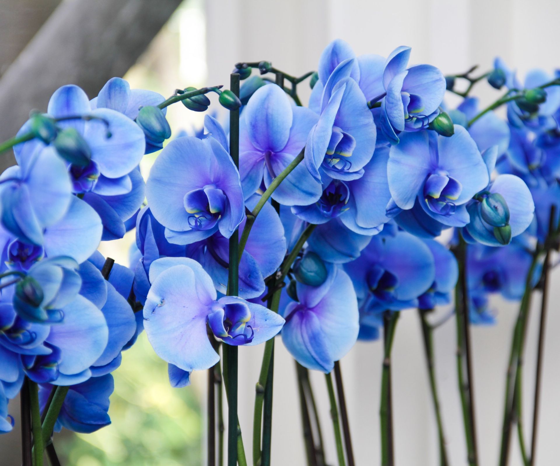 8 Blue Indoor Plants That Will Beautify Your Collection | Gardening ...