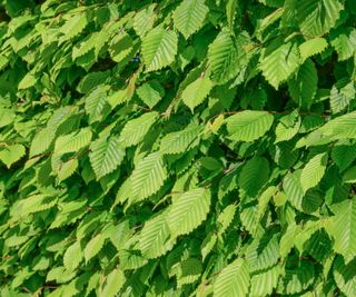 Hornbeam hedge