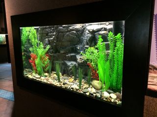 Three Lake Titicaca frogs are on display in this tank at the Denver Zoo.