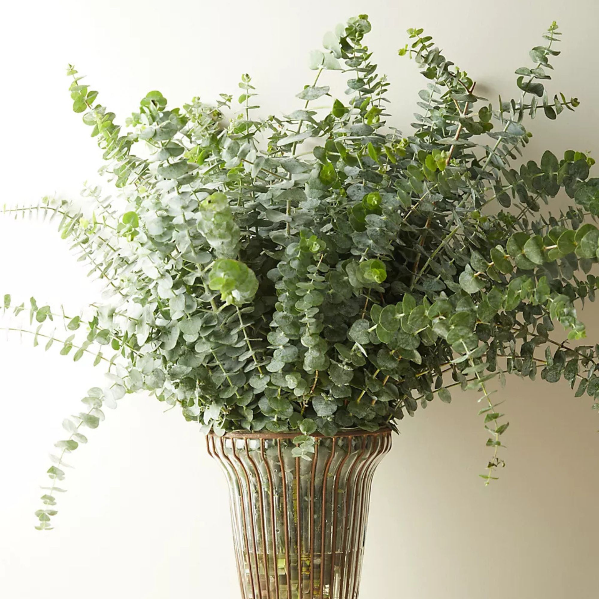 Fresh Eucalyptus Pulverulenta Bunch
