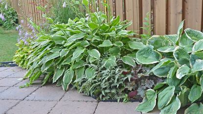 Hostas growing along a garden fence