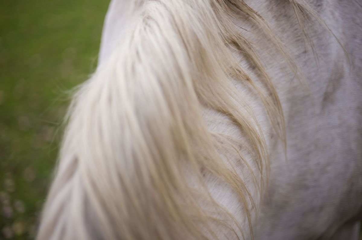 Leica M EV1 sample gallery: close up of a horses's mane