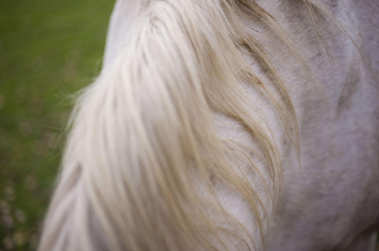 Leica M EV1 sample gallery: close up of a horses's mane