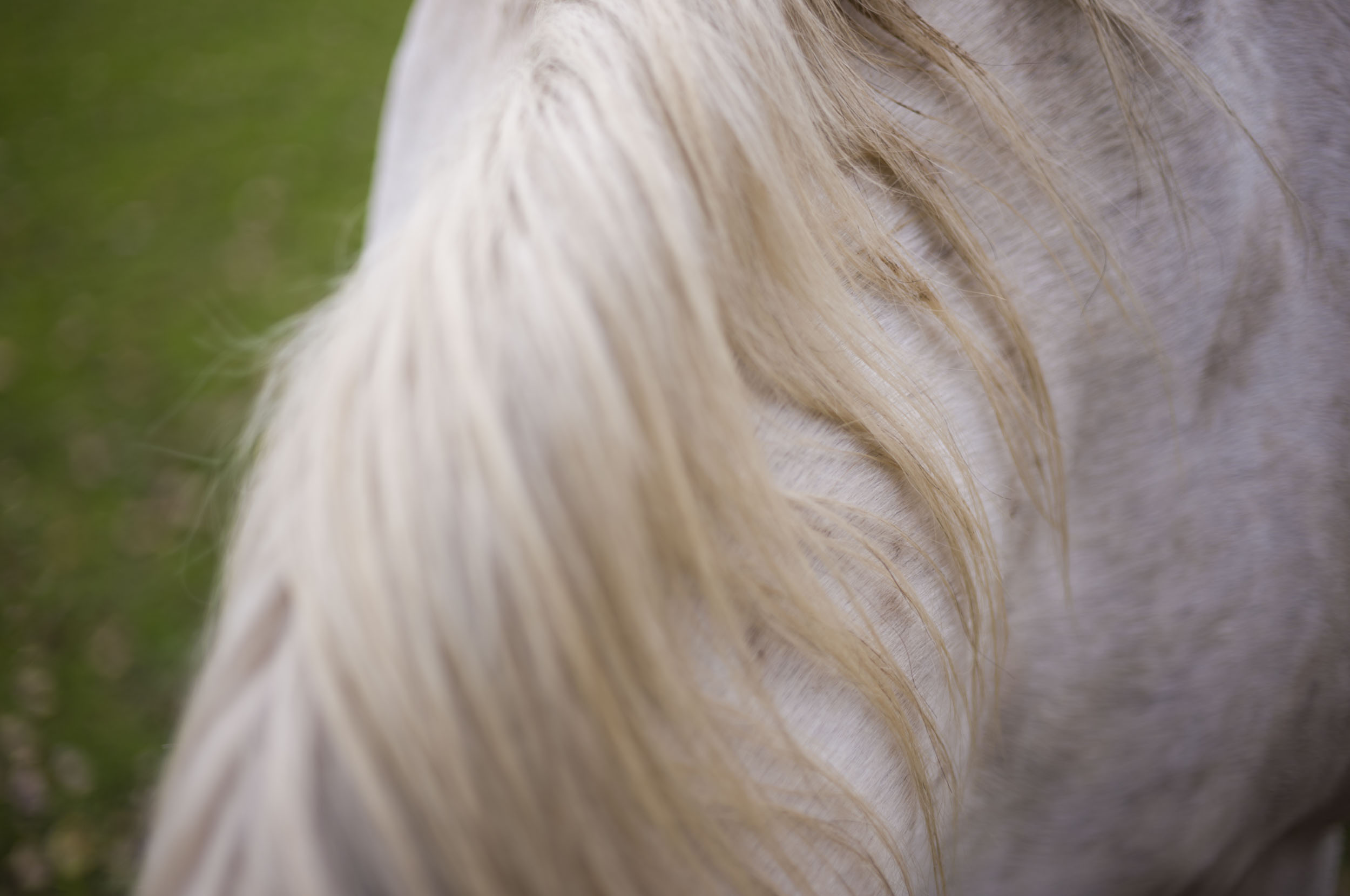 Leica M EV1 sample gallery: close up of a horses's mane