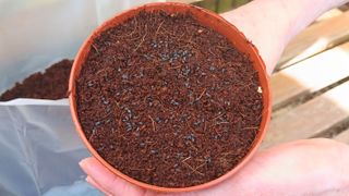 Seeds on top of coir compost