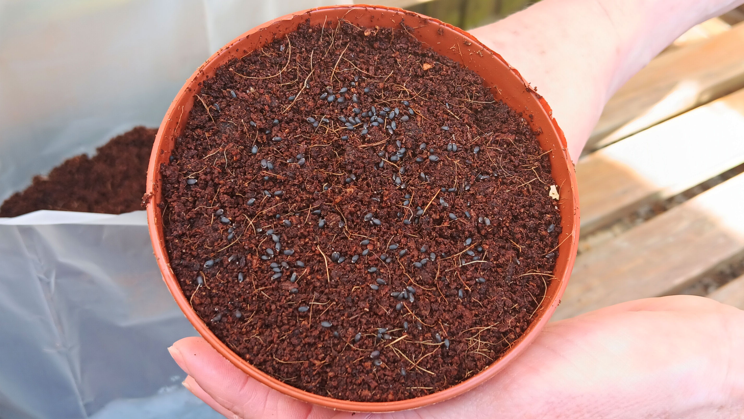 Seeds on coconut soil