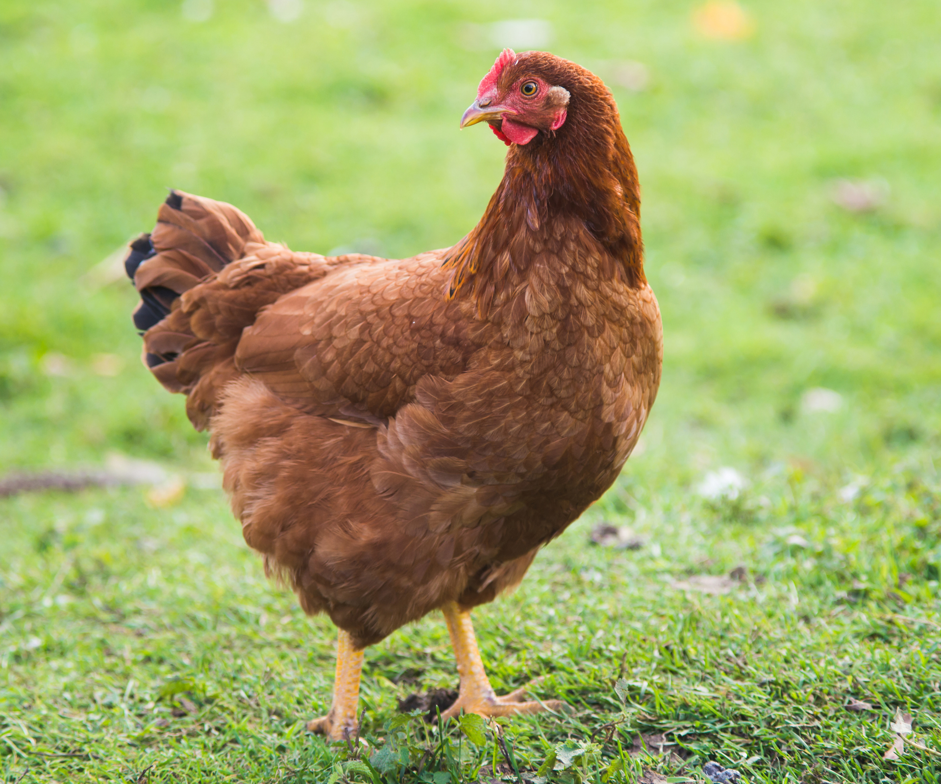 The state birds of the USA