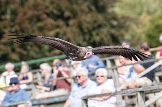 How to photograph birds in flight