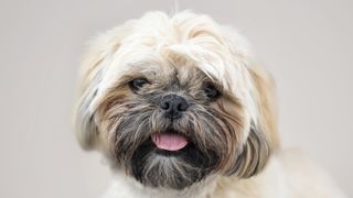 Close up of Shih Tzu face