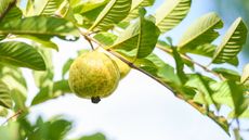 Ripe tropical guava growing on a tree in the sunshine