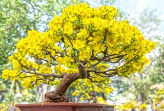 Yellow flowering apricot bonsai tree