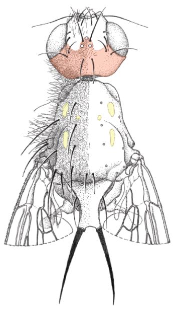 The newly typed species of bone-skipper, Centrophlebomyia anthropophaga.