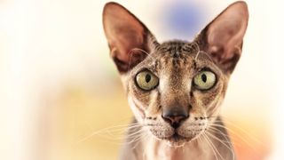 Peterbald